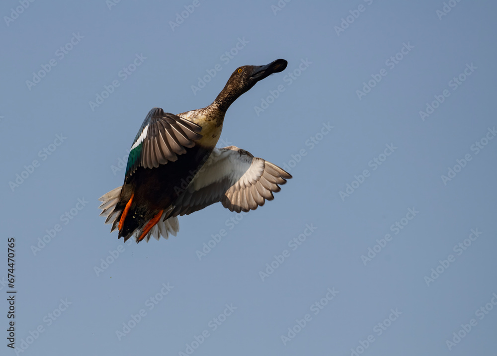 Obraz premium northern Showler flying