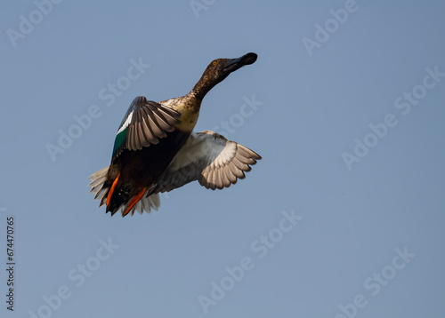 northern Showler flying 