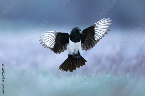 Flying Bird - Eurasian Magpie or Common Magpie or Pica pica on colorful background © Marcin Perkowski