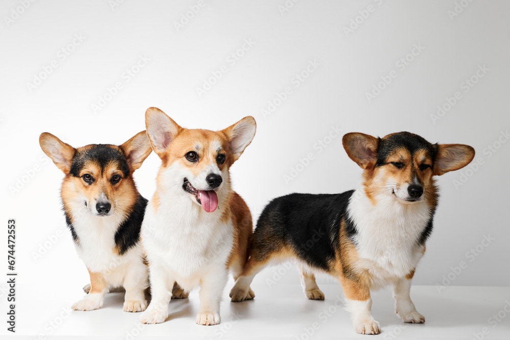 Pembroke Welsh Corgi portrait isolated on white studio background with copy space, family of three purebred dogs Pembroke Welsh Corgi portrait isolated on white studio background with copy space, family of three purebred dogs