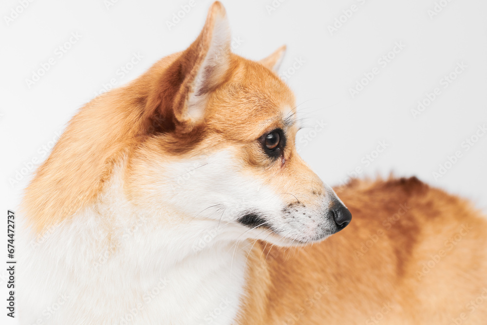 Pembroke Welsh Corgi portrait isolated on white studio background with copy space, purebred dog Pembroke Welsh Corgi portrait isolated on white studio background with copy space, purebred dog