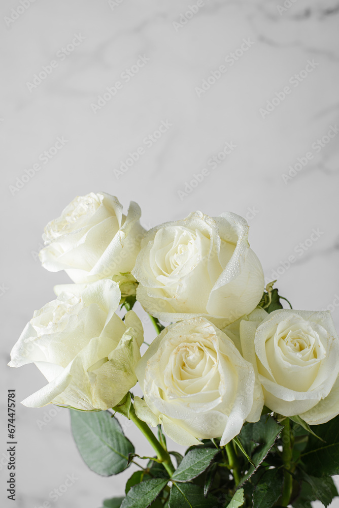 Obraz premium white roses with droplets on a light background