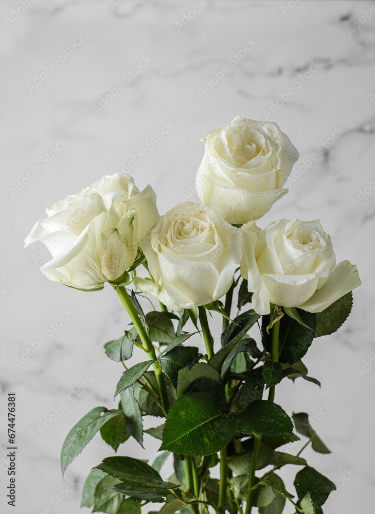 Fototapeta premium white roses with droplets on a light background