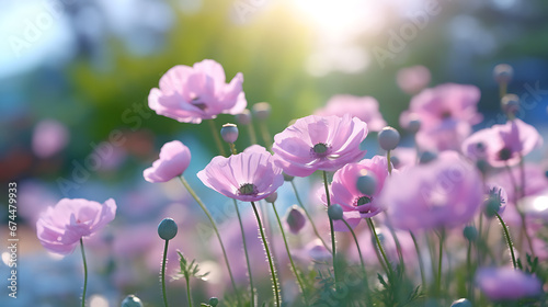 Gently pink flowers of anemones outdoors in summer spring close-up on turquoise background.