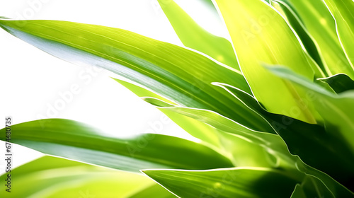 Dracaena leaf on white background close-up