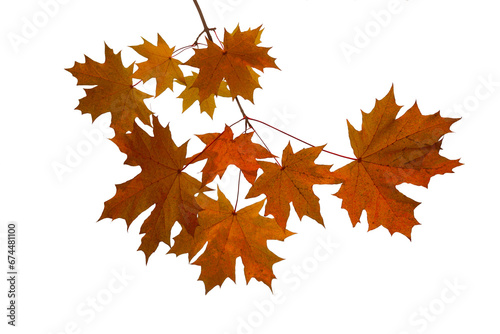 autumn background with yellow, red, brown maple leaves. Branch with colorful autumn foliage. autumntime. fall season.  isolated on white background.  cut out.