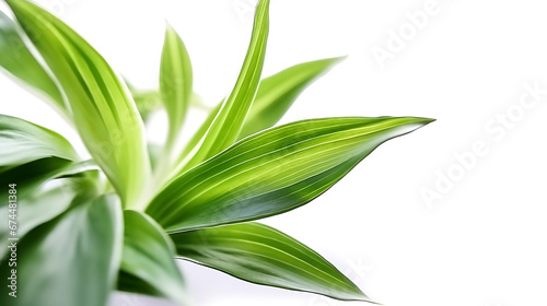 Dracaena leaf on white background close-up