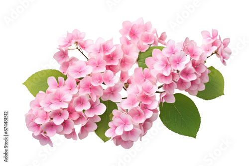 Flores de hortensia delicadas.