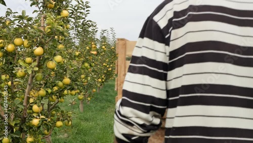 The camera follows a male orchardist pushing a garden cart with empty wooden crates in front of him to harvest apples. The process of harvesting a new fruit harvest. Apple juices and nectars photo