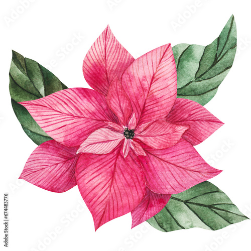 Poinsettia flower in pink color with green vibrant leaves. Watercolor illustration, isolated clipart for Christmas design, prints, stickers, packaging, textiles. Festive flower for compositions.