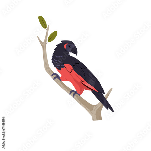 Pesquet, dracula parrot sitting on tree branch. Exotic bird with black and red feathers. Wild animal, rainforest inhabinant, pet. Tropical fauna. Flat isolated vector illustration on white background