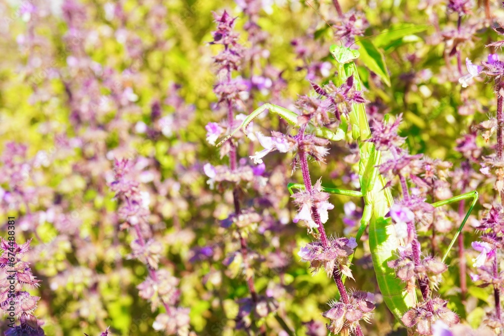 屋外で青空の下、秋の紫のホーリーバジルの花畑で茎に止まる緑のカマキリ