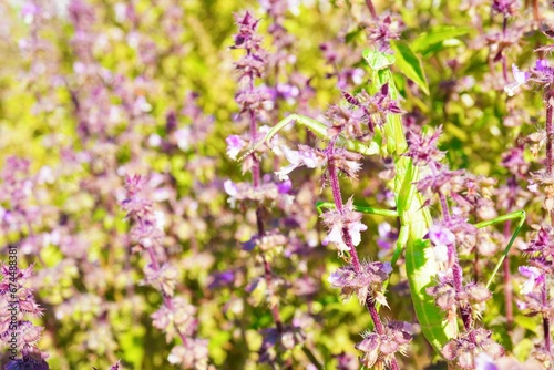 屋外で青空の下、秋の紫のホーリーバジルの花畑で茎に止まる緑のカマキリ