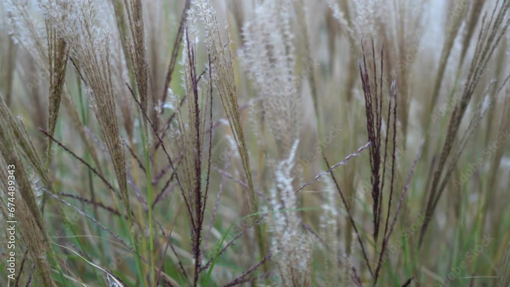 Dry reeds sway in the wind. dry grass flowers, herbs