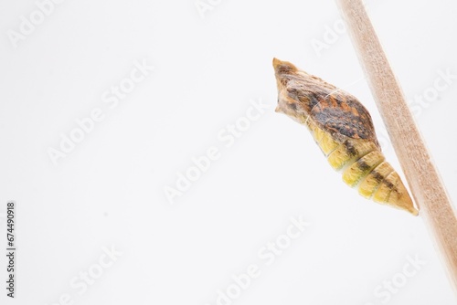 白背景に羽化の準備が整い蛹の殻との間に空気が入ったキアゲハ蝶 © cattosus