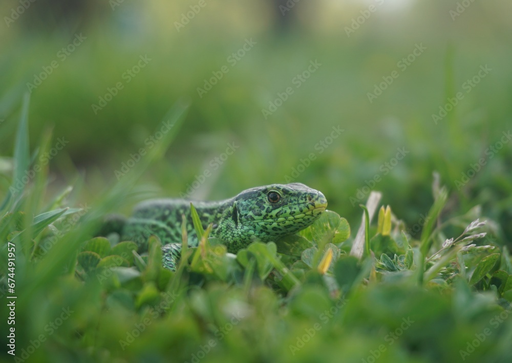 Obraz premium Green lizard in Grass with green background