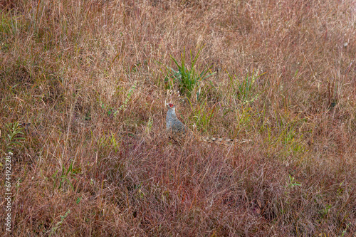 cheer pheasant or Catreus wallichii or Wallichs pheasant bird in winter migration camouflage in grassy steep natural habitat at foothills of himalaya manila forest uttarakhand india asia photo