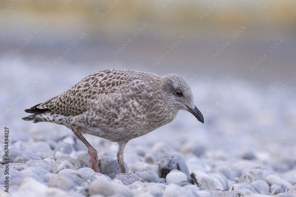 A young european herring gull standing on the beach A young european herring gull standing on the beach