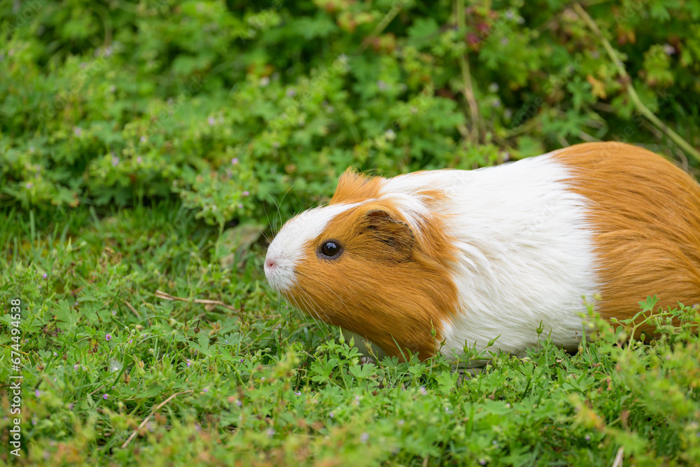 A beautiful guinea pig in the garden A beautiful guinea pig in the garden