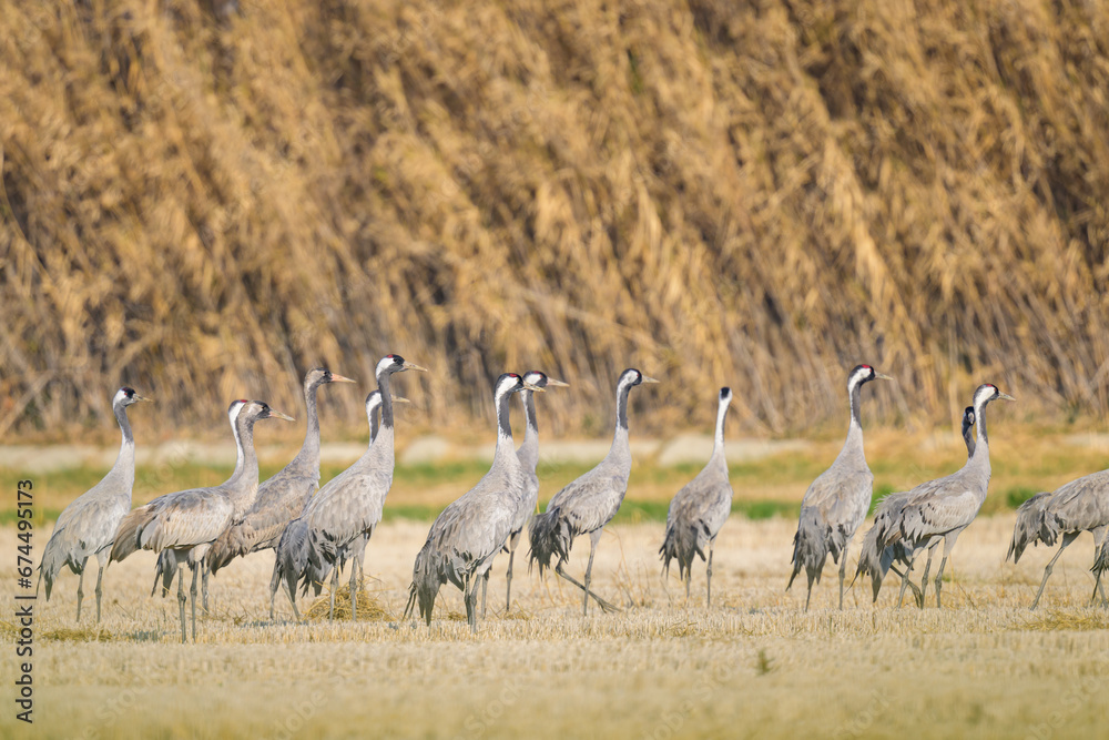 Obraz premium A group of Common Cranes standing on a meadow