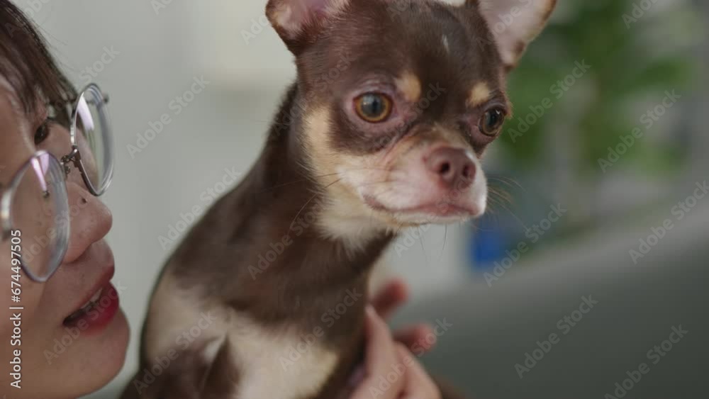 Owner adorp and petting hug and kiss the brown and tan Chihuahua puppy dog Owner adorp and petting hug and kiss the brown and tan Chihuahua puppy dog