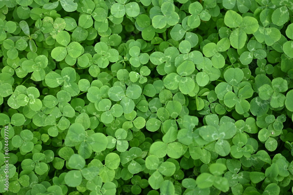 green clover leaves as background, clover leaf texture, Patrick's day symbol
green clover leaves as background, clover leaf texture, Patrick's day symbol