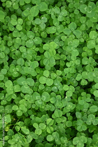 green clover leaves as background, clover leaf texture, Patrick's day symbol 
