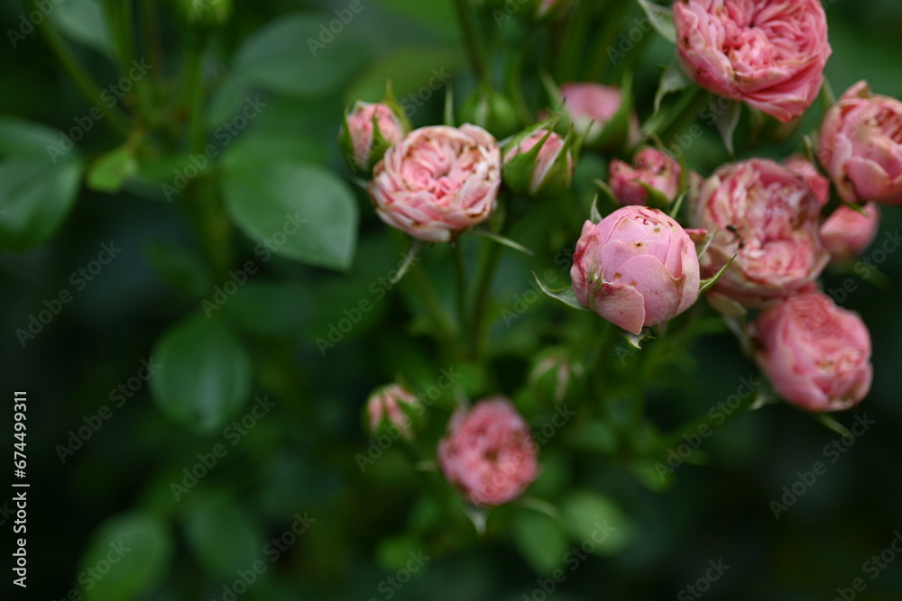 flowers roses as a background, close-up of rose flowers on green background, blank space for inscription
flowers roses as a background, close-up of rose flowers on green background, blank space for inscription