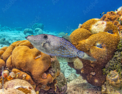 Aluterus scriptus, commonly known as scrawled filefish, photo