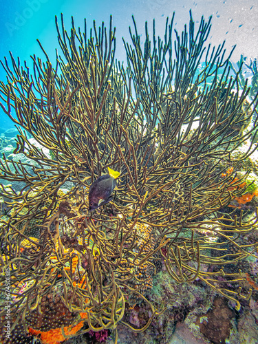 Amphimedon compressa, rope sponge photo