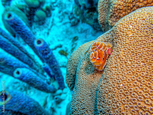 Spirobranchus giganteus, Christmas tree worms photo