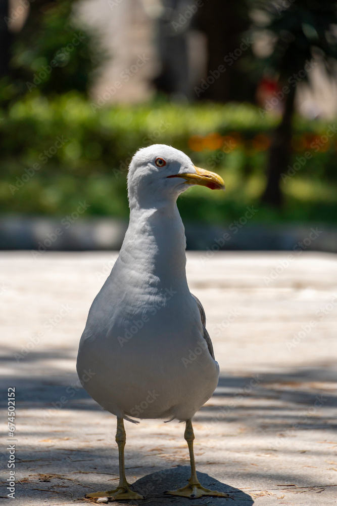 Fototapeta premium Yellow-legged gull (Larus michahellis) in a public park during summer in Porto, Portugal.