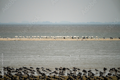Oystercatchers and spoonbills at the Flügelpôlle at Ameland, one of the Wadden Islands - The Netherlands