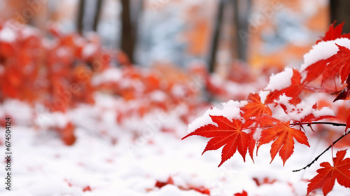 冬の背景、紅葉したかえでの葉に積もる雪