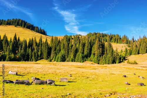 forested hills of carpathian mountains. landscape with spruce trees on the grassy meadow. beautiful nature scenery on a sunny day in autumn. apuseni natural park of romania photo