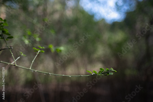 Closeup of new plant growth along a hiking trail in Oakland, California.