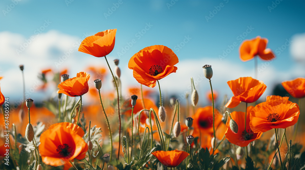 Obraz premium bright poppy flower