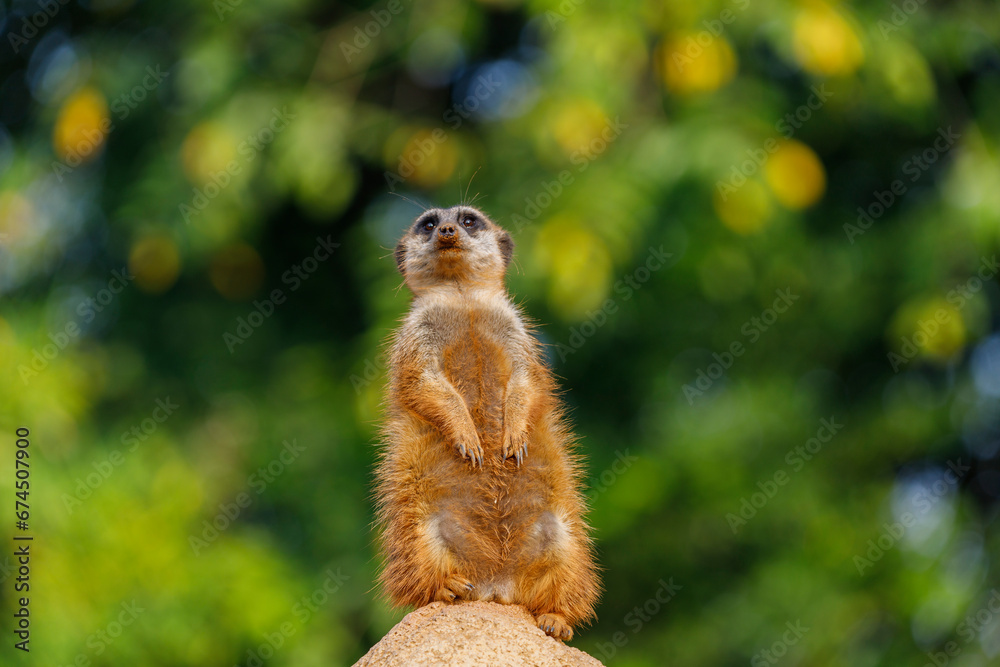 Suricata suricatta (family: Herpestidae). Common names: meerkat, suricate. Common name of the family: mongoose.