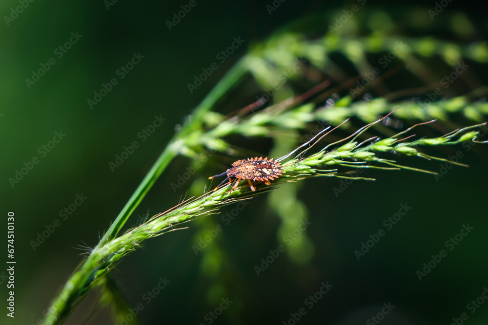 Select focus Stink Bugs, insects on green grass beautiful shape