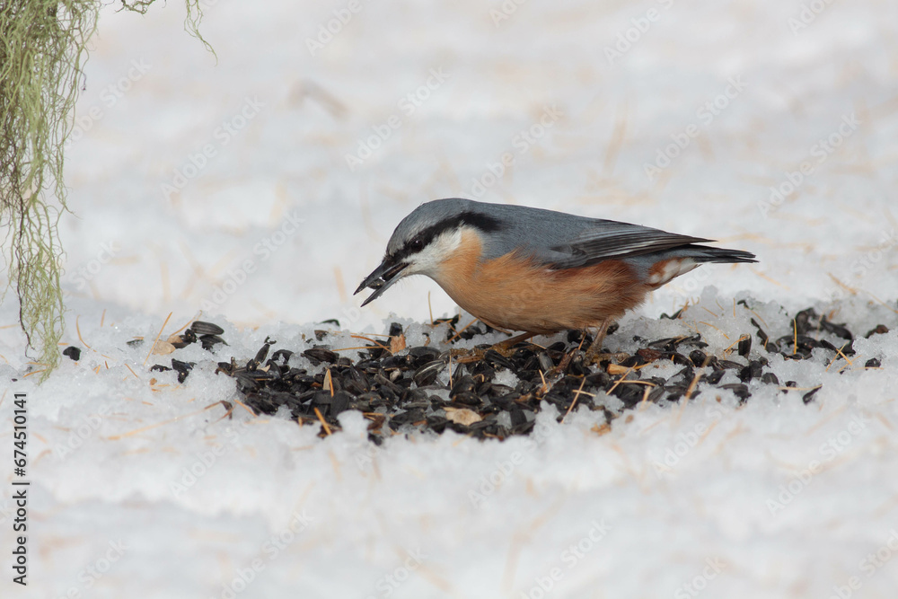 Obraz premium Bird in the wilderness.