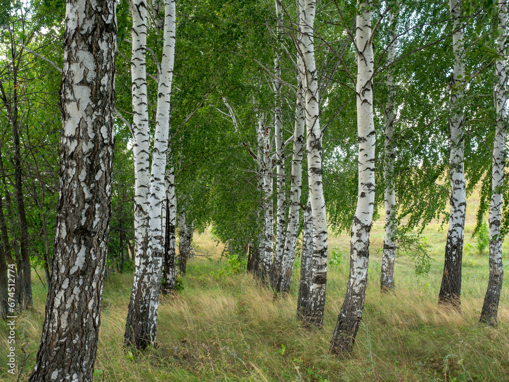 Fototapeta premium Birch forest, grove. Summer landscape.