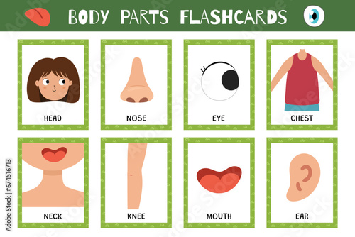 Body parts flashcards collection. Flash cards for practicing reading skills. Learn vocabulary for school and preschool. Head, nose, eye and more. Vector illustration
