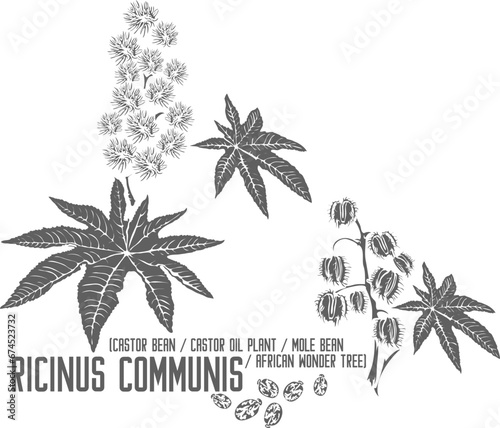 Castor Oil Plant, Castor Bean, African Wonder Tree vector silhouette. Medicinal Ricinus communis plant outline. Set of Ricinus communis in Line for pharmaceuticals. Contour drawing of medicinal herbs