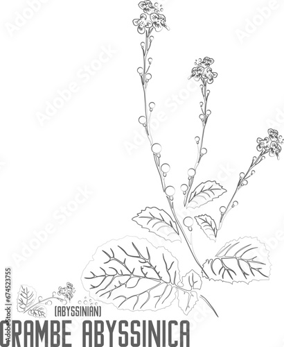 Abyssinian seeds vector contour. Crambe abyssinica plant outline. Set of Crambe abyssinica flowers leafs in Line for pharmaceuticals. Contour drawing of medicinal herbs