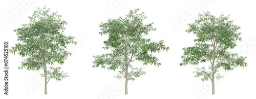 Green cassia siamea tree on transparent background  png plant  3d render illustration.
