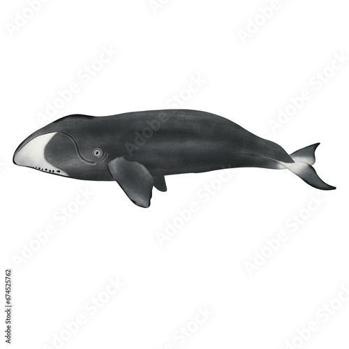 Bowhead Whale On White Background.