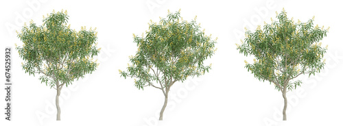 Green cassia siamea tree on transparent background, png plant, 3d render illustration.