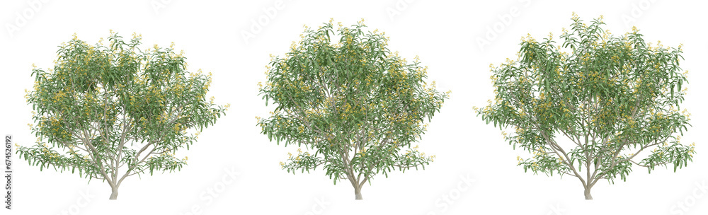 Green cassia siamea tree on transparent background, png plant, 3d render illustration.