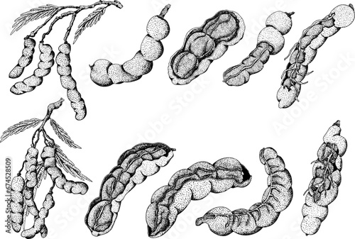 Hand drawn Tamarind (Tamarindus indica). Vector engraving illustration.