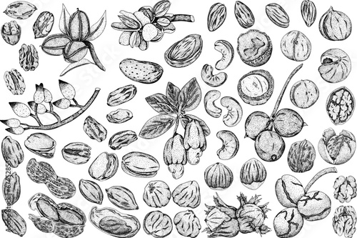 Vector hand drawn nuts. Engraving illustration with different sort of nuns.
